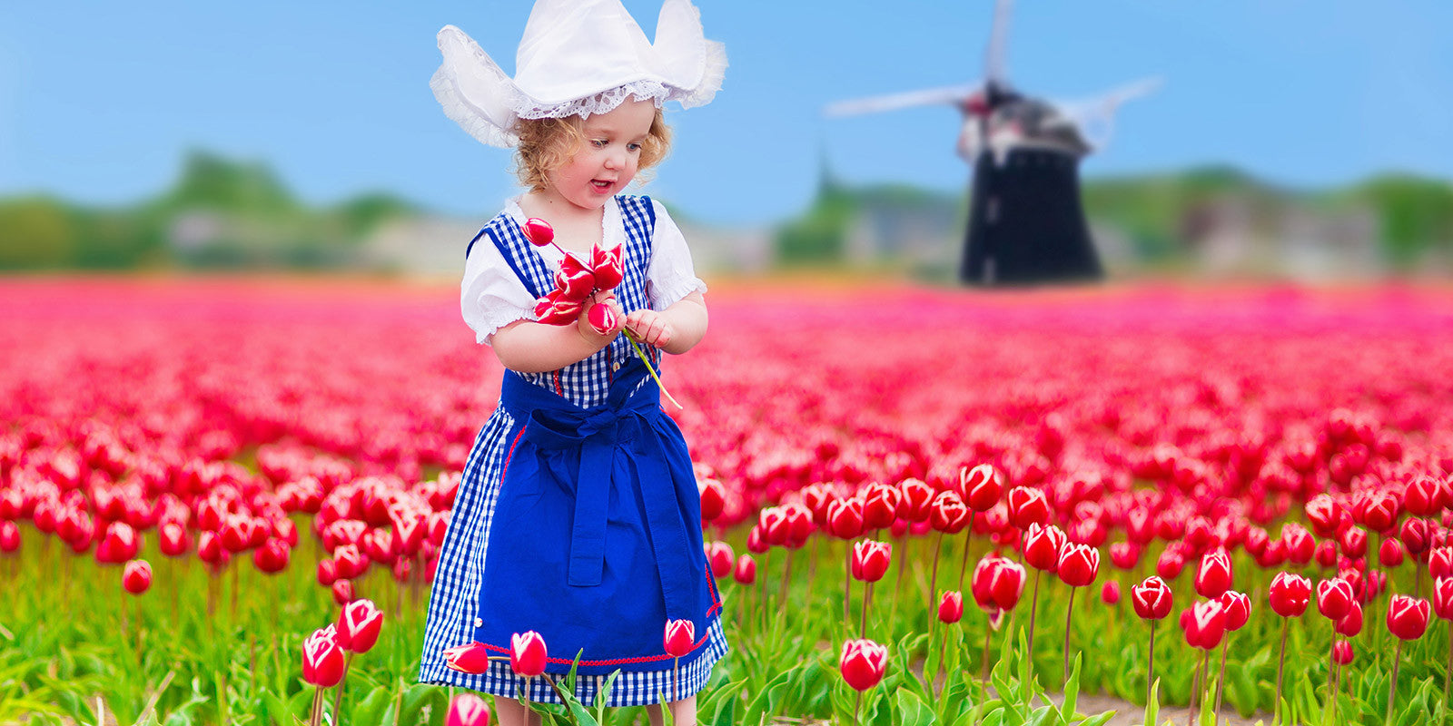 The tulips garden fields of Holland